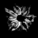 Double Ganesha Rudraksha - (21.68 MM)