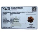 Double Ganesha Rudraksha - (21.68 MM)