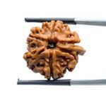 Double Ganesha Rudraksha - (21.68 MM) - (Rudrapuja)