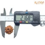 Double Ganesha Rudraksha - (21.68 MM) - (Rudrapuja)