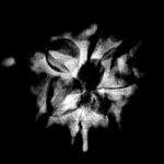 Double Ganesha Rudraksha - (21.97 MM)