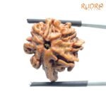 Double Ganesha Rudraksha - (21.97 MM) - (Rudrapuja)