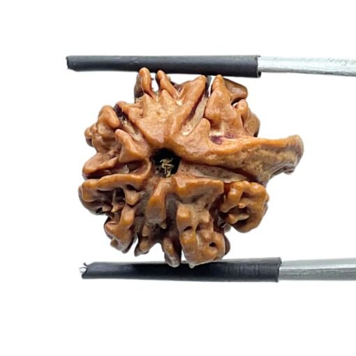 Double Ganesha Rudraksha - (21.97 MM) - (Rudrapuja)