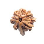 Double Ganesha Rudraksha - (21.97 MM) - (Rudrapuja)