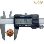 Double Ganesha Rudraksha - (21.97 MM) - (Rudrapuja)