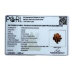 Double Ganesha Rudraksha - (23.43 MM) - (Rudrapuja)