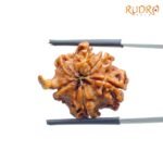 Double Ganesha Rudraksha - (23.43 MM) - (Rudrapuja)