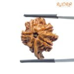 Double Ganesha Rudraksha - (23.43 MM) - (Rudrapuja)