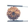 Original 8 Mukhi Nepal Rudraksha - (17.40 MM)