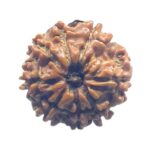 Original 8 Mukhi Nepal Rudraksha - (17.40 MM)