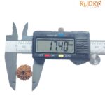 Original 8 Mukhi Nepal Rudraksha - (17.40 MM)