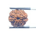 Original 8 Mukhi Nepal Rudraksha - (19.08 MM)