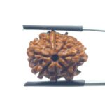 Original 8 Mukhi Nepal Rudraksha - (20.18 MM)