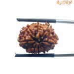 Original 8 Mukhi Nepal Rudraksha - (20.18 MM)