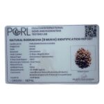 Original 8 Mukhi Nepal Rudraksha - (20.18 MM)