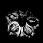 Original 8 Mukhi Nepal Rudraksha - (20.18 MM)