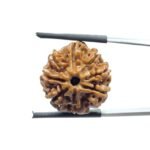 Original 8 Mukhi Nepal Rudraksha - (20.70MM)