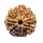 Original 8 Mukhi Nepal Rudraksha - (20.70Mm) - (Rudrapuja) 7 Original 8 Mukhi Nepal Rudraksha - (20.70Mm)