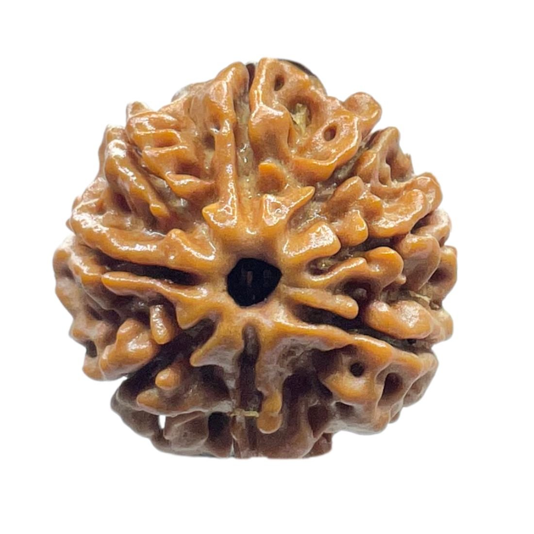 Original 8 Mukhi Nepal Rudraksha - (20.70Mm) - (Rudrapuja) 3 Original 8 Mukhi Nepal Rudraksha - (20.70Mm)