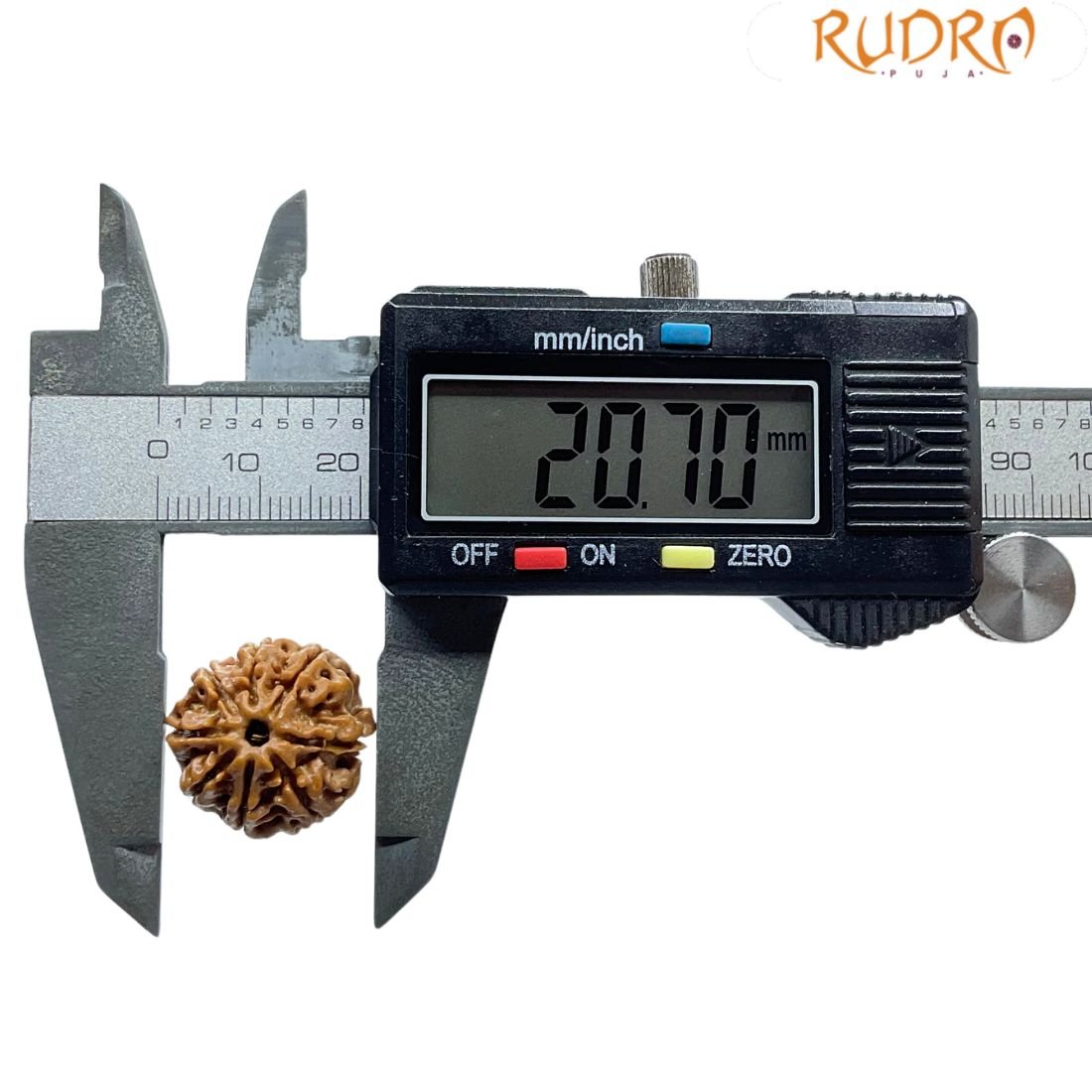 Original 8 Mukhi Nepal Rudraksha - (20.70Mm) - (Rudrapuja) 4 Original 8 Mukhi Nepal Rudraksha - (20.70Mm)