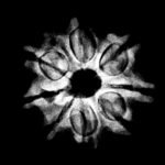 Original 8 Mukhi Nepal Rudraksha - (20.70Mm) - (Rudrapuja) 9 Original 8 Mukhi Nepal Rudraksha - (20.70Mm)