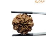 Original 8 Mukhi Nepal Rudraksha - (20.70MM)