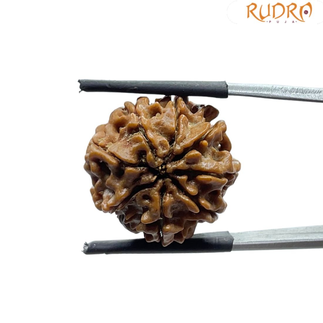 Original 8 Mukhi Nepal Rudraksha - (20.70Mm) - (Rudrapuja) 2 Original 8 Mukhi Nepal Rudraksha - (20.70Mm)