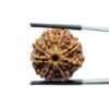 Original 8 Mukhi Nepal Rudraksha - (20.85 Mm)