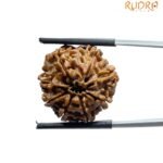 Original 8 Mukhi Nepal Rudraksha - (20.85 MM)