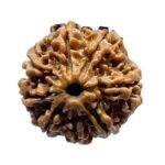 Original 8 Mukhi Nepal Rudraksha - (20.85 Mm)