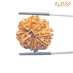 Original 8 Mukhi Nepal Rudraksha - (24.13 MM) - (Rudrapuja)