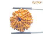 Original 8 Mukhi Nepal Rudraksha - (24.13 MM) - (Rudrapuja)