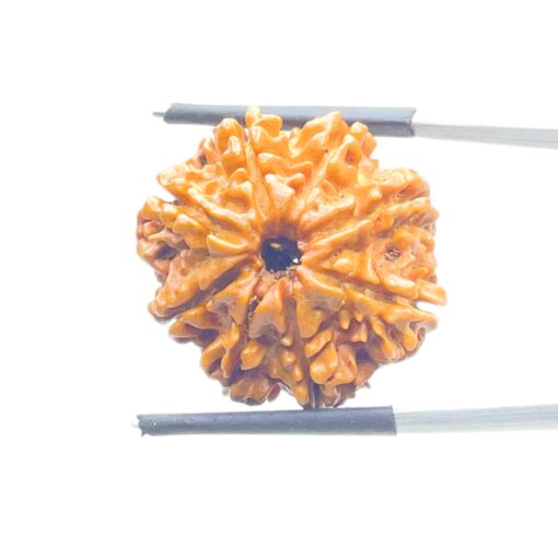 Original 8 Mukhi Nepal Rudraksha - (24.13 MM) - (Rudrapuja)