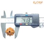 Original 8 Mukhi Nepal Rudraksha - (24.13 MM) - (Rudrapuja)