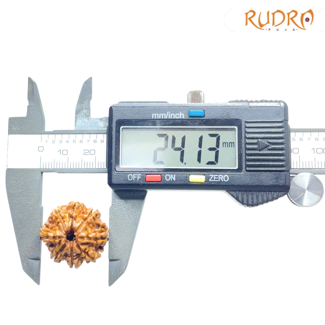 Original 8 Mukhi Nepal Rudraksha - (24.13 MM) - (Rudrapuja)