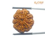 Original 8 Mukhi Nepal Rudraksha - (24.77 MM) - (Rudrapuja)