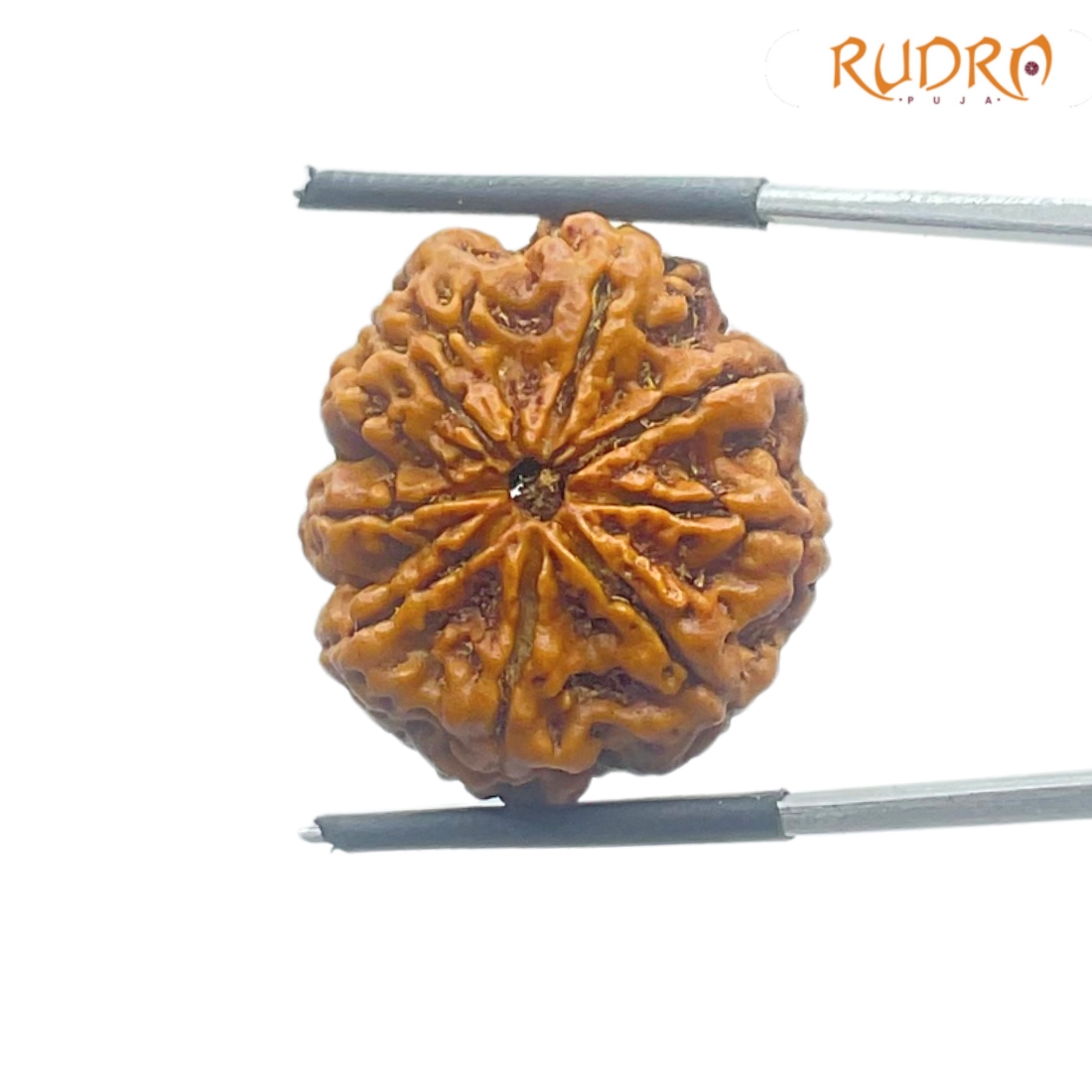 Original 8 Mukhi Nepal Rudraksha - (24.77 MM) - (Rudrapuja)
