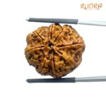 Original 8 Mukhi Nepal Rudraksha - (24.77 MM) - (Rudrapuja)