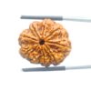 Original 8 Mukhi Nepal Rudraksha - (24.77 MM) - (Rudrapuja)