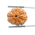 Original 8 Mukhi Nepal Rudraksha - (24.77 MM) - (Rudrapuja)