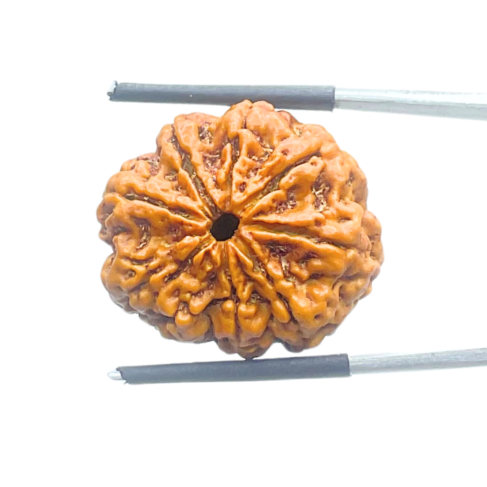 Original 8 Mukhi Nepal Rudraksha - (24.77 MM) - (Rudrapuja)