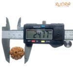 Original 8 Mukhi Nepal Rudraksha - (24.77 MM) - (Rudrapuja)