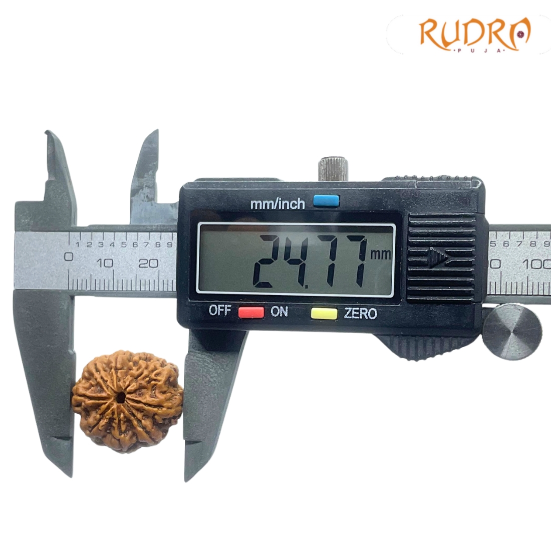 Original 8 Mukhi Nepal Rudraksha - (24.77 MM) - (Rudrapuja)