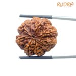 Original 8 Mukhi Nepal Rudraksha - (25.75 MM) - (Rudrapuja)