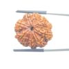 Original 8 Mukhi Nepal Rudraksha - (25.75 MM) - (Rudrapuja)