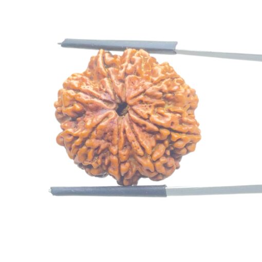 Original 8 Mukhi Nepal Rudraksha - (25.75 MM) - (Rudrapuja)