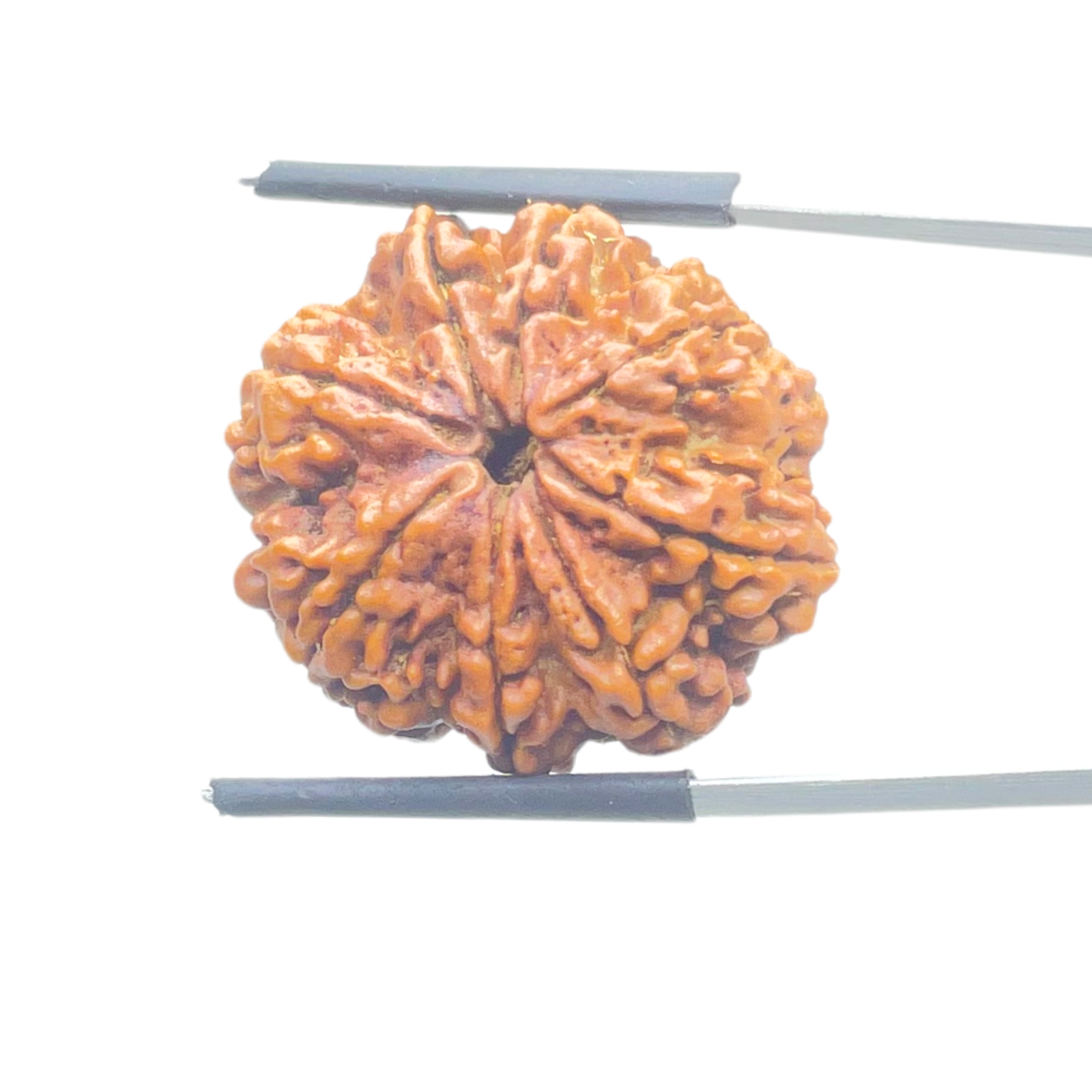 Original 8 Mukhi Nepal Rudraksha - (25.75 MM) - (Rudrapuja)