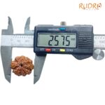 Original 8 Mukhi Nepal Rudraksha - (25.75 MM) - (Rudrapuja)