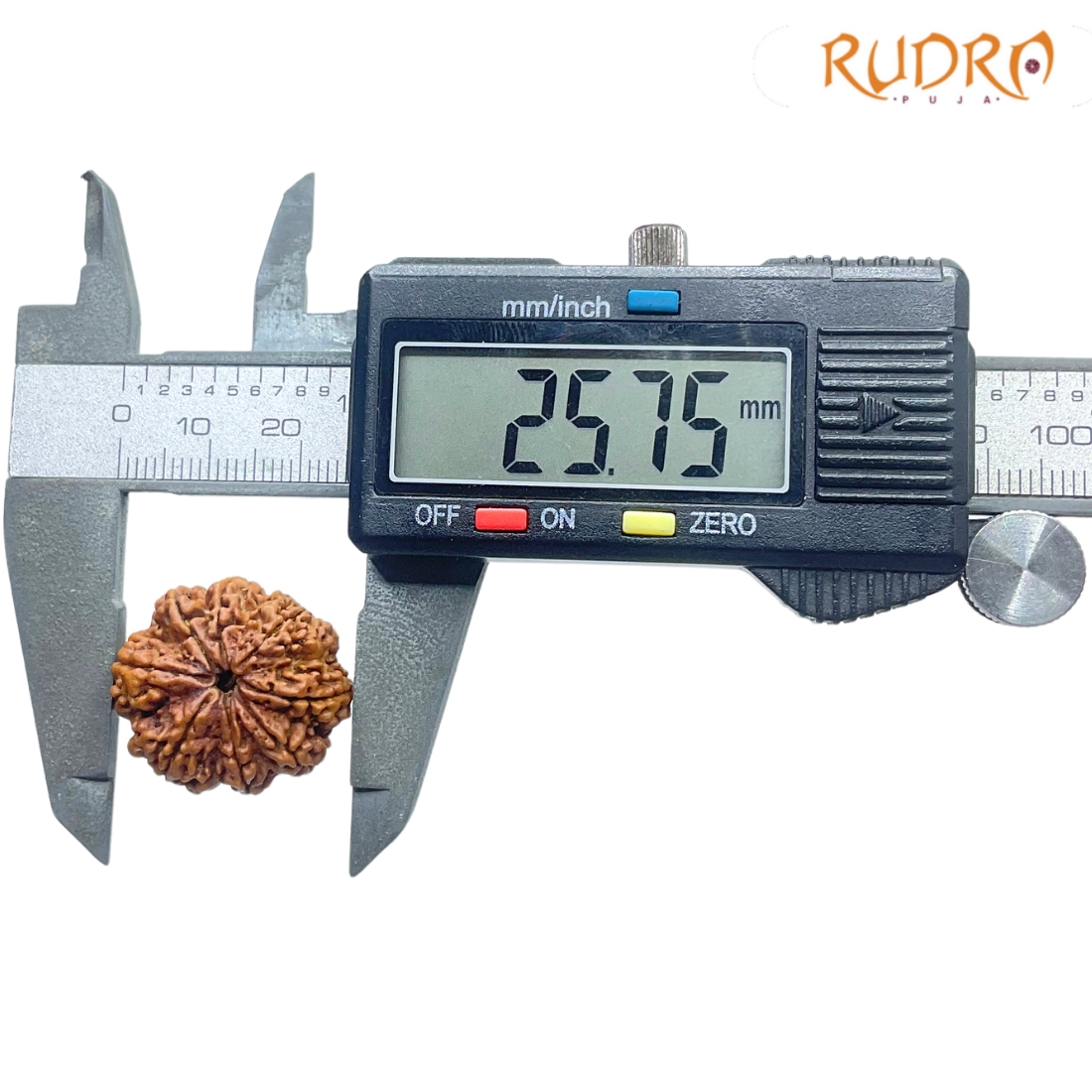 Original 8 Mukhi Nepal Rudraksha - (25.75 MM) - (Rudrapuja)