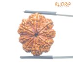 Original 8 Mukhi Nepal Rudraksha - (25.75 MM) - (Rudrapuja)